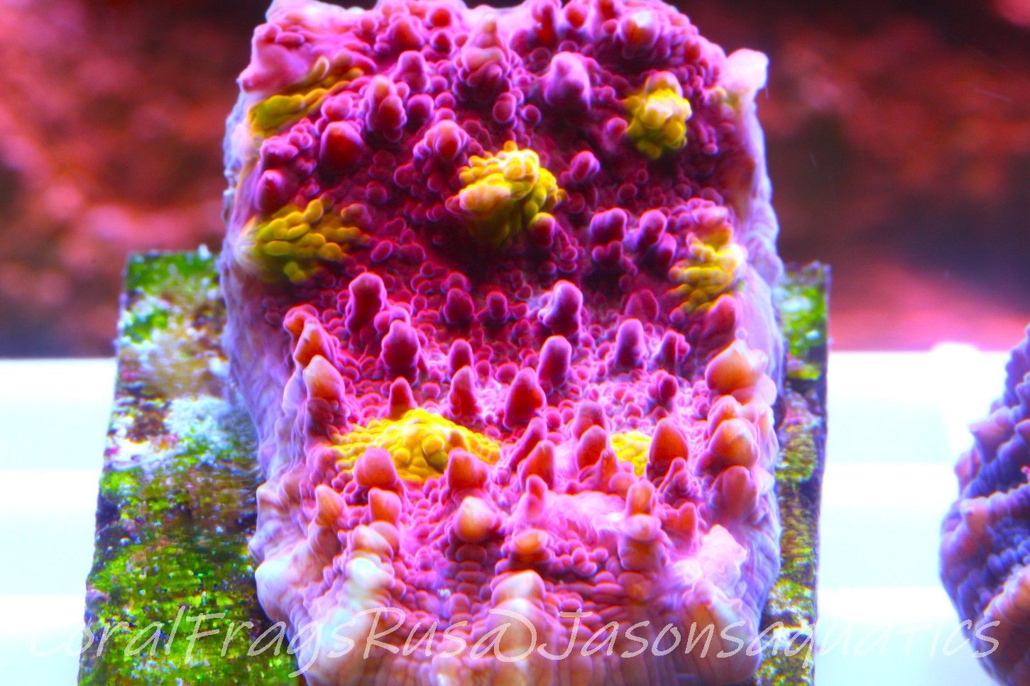 Echinophyllia Iron Man, Pink with Orange Mouths Frag C