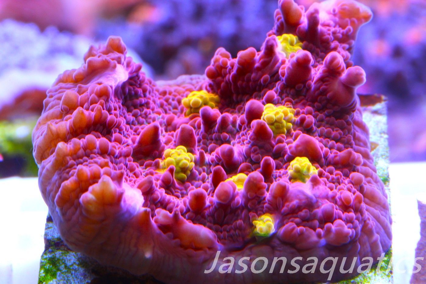 Echinophyllia Iron Man, Pink with Orange Mouths Frag C Echinophyllia Iron Man, Pink with Orange Mouths Frag C