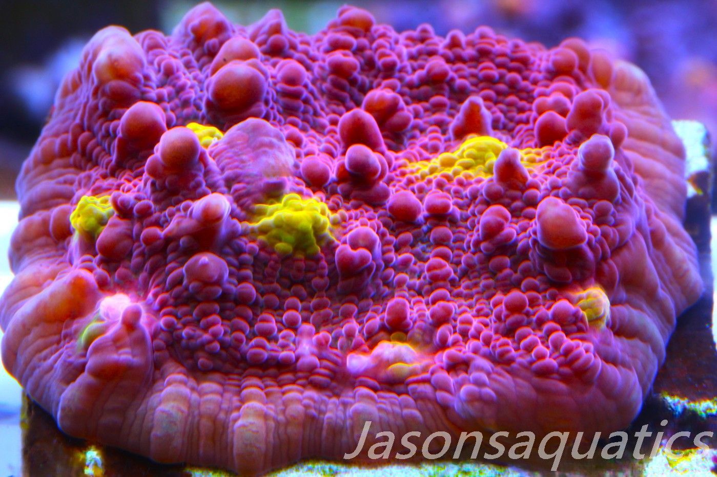 Echinophyllia Iron Man, Pink with Orange Mouths Frag C Echinophyllia Iron Man, Pink with Orange Mouths Frag C