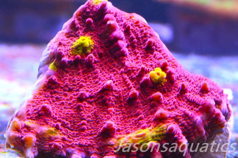 Echinophyllia Iron Man, Pink with Orange Mouths Frag C