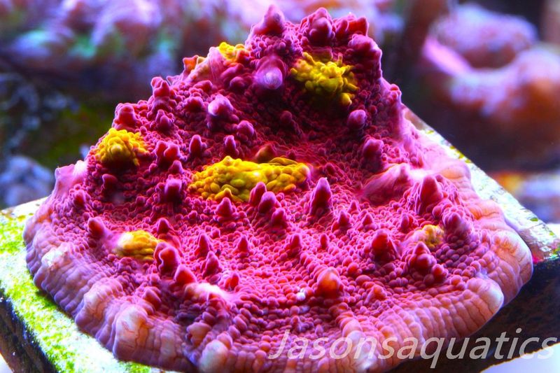 Echinophyllia Iron Man, Pink with Orange Mouths Frag E