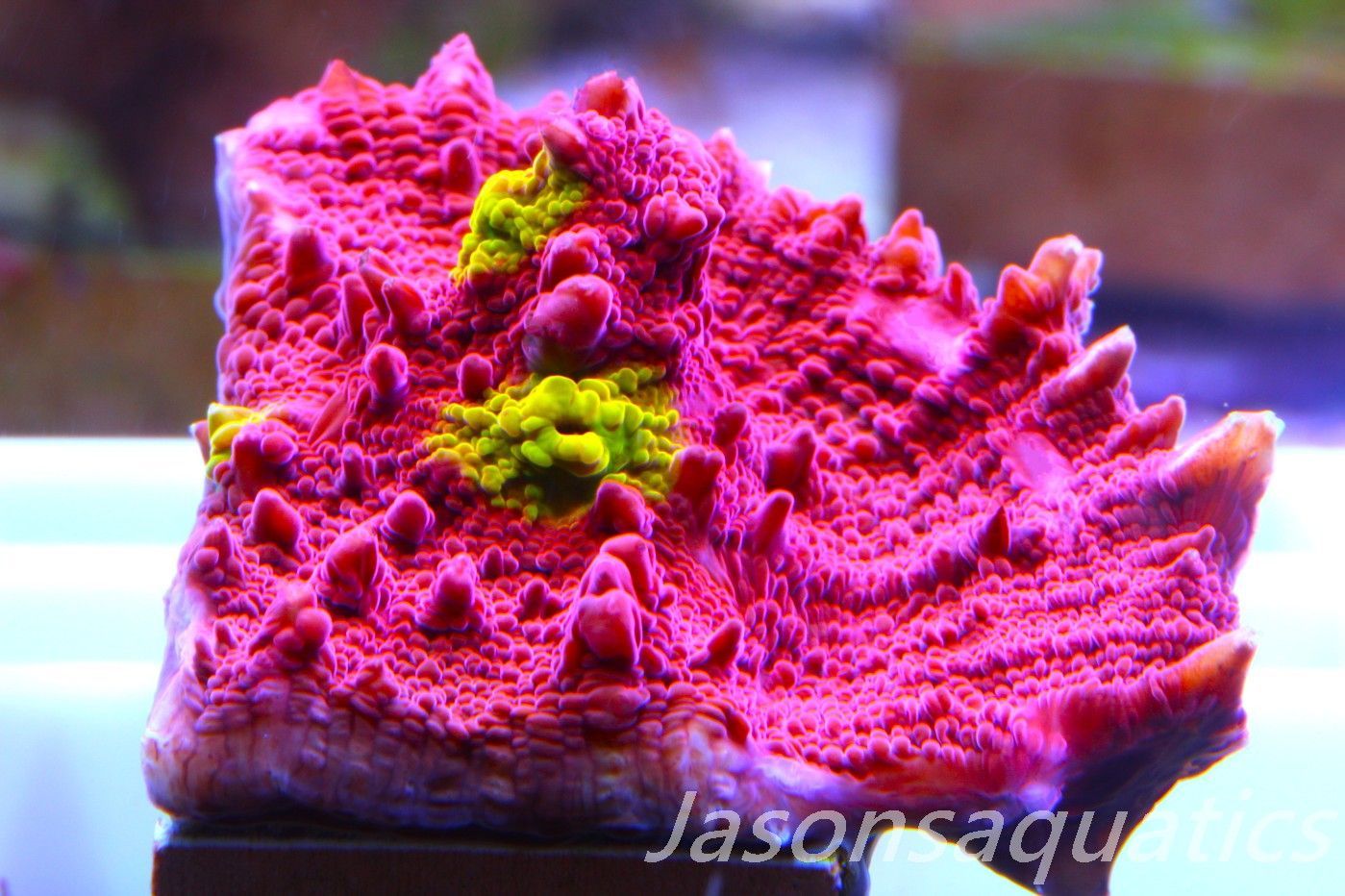 Echinophyllia Iron Man, Pink with Orange Mouths Frag E