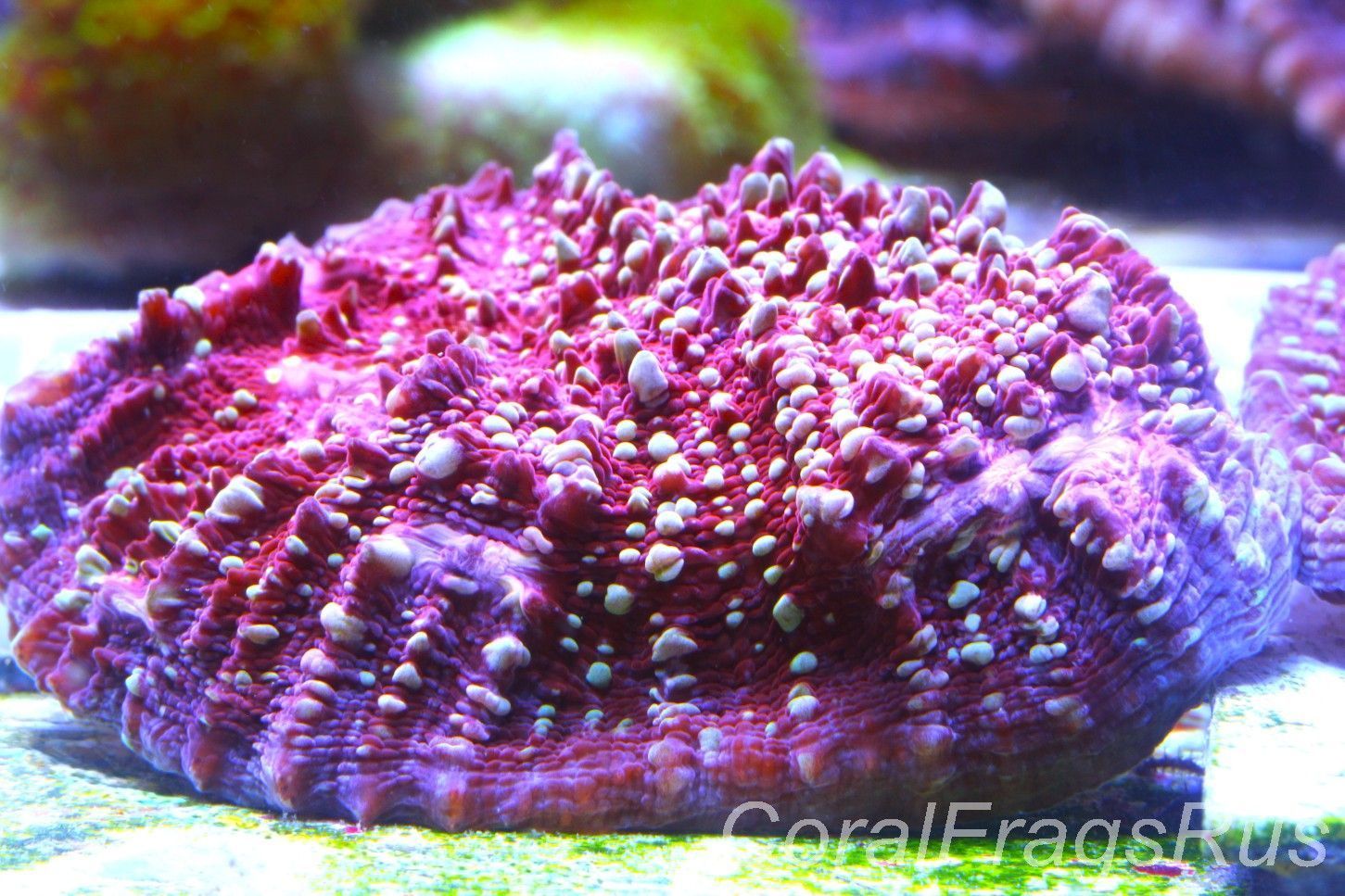 Echinophyllia, Jason Fox Gold Meister Chalice Frag B