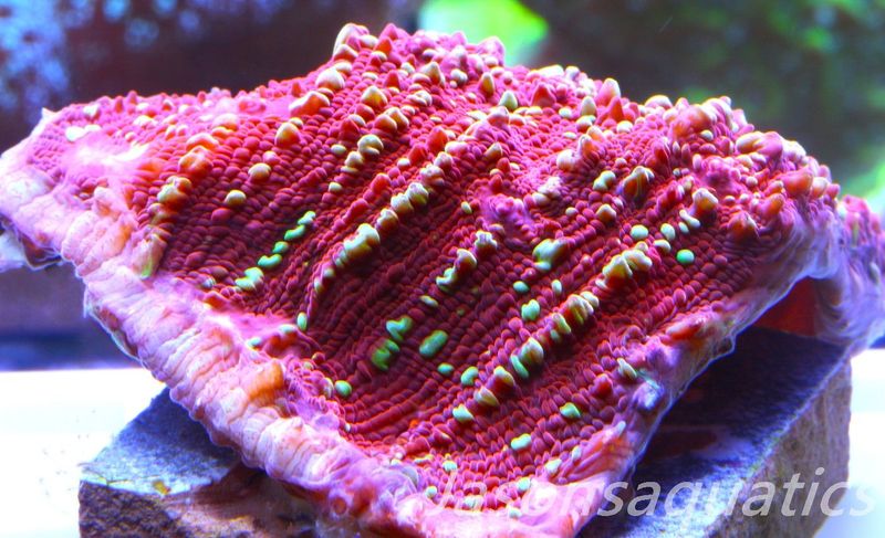 Echinophyllia, Jason Fox Gold Meister Chalice Frag B