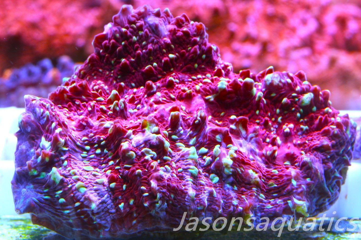 Echinophyllia, Jason Fox Gold Meister Chalice Frag D Echinophyllia, Jason Fox Gold Meister Chalice Frag D