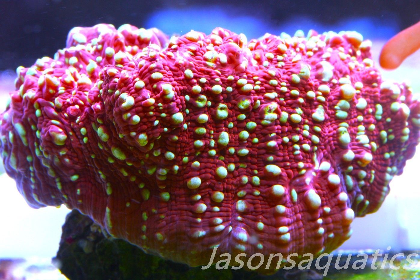 Echinophyllia, Jason Fox Gold Meister Chalice Frag D