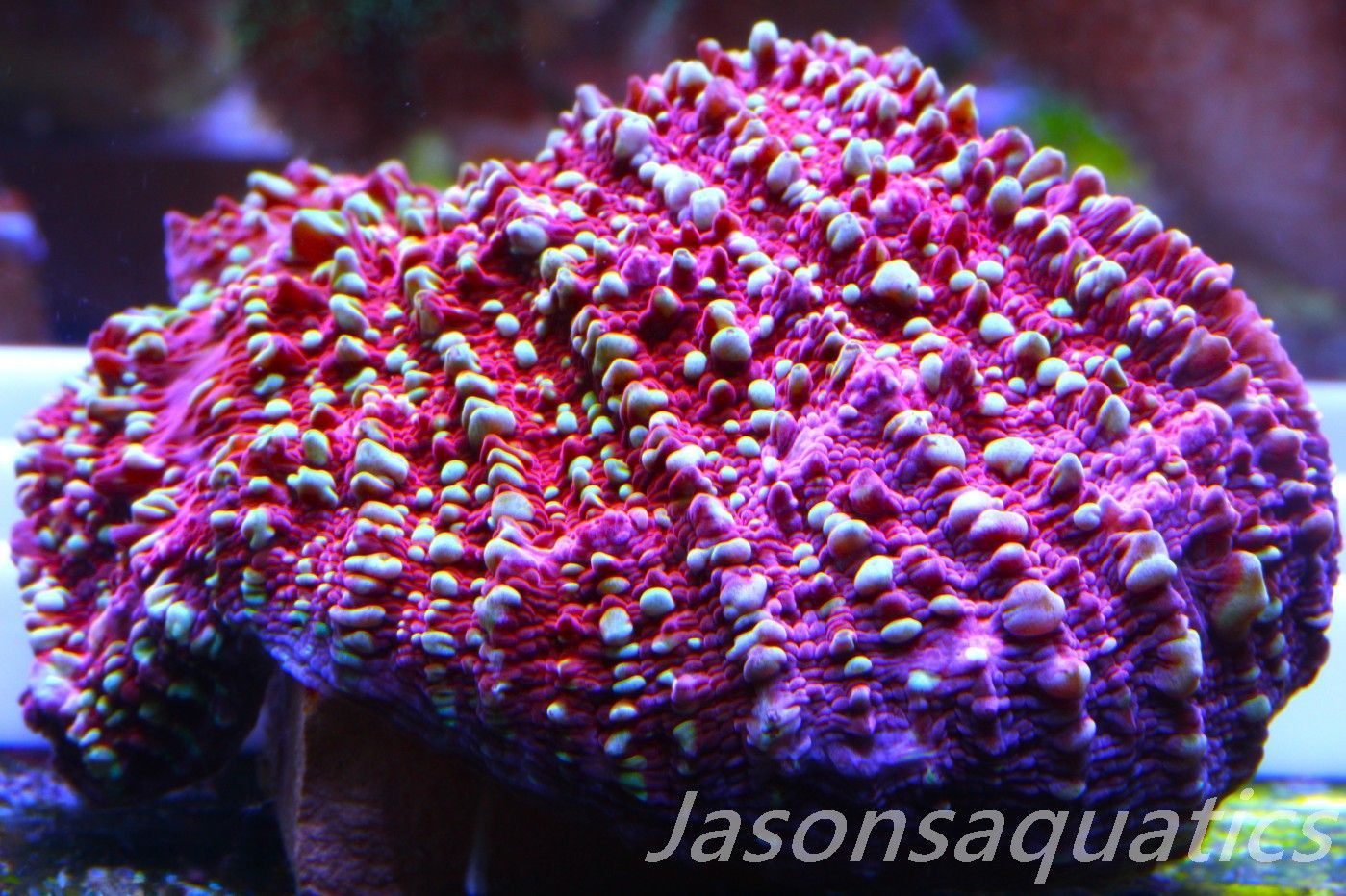 Echinophyllia, Jason Fox Gold Meister Chalice Frag D