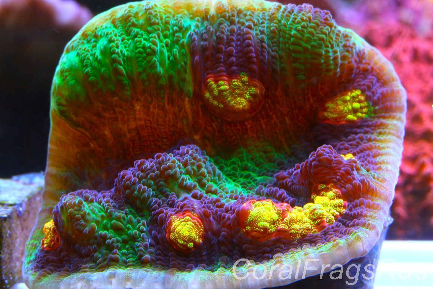 Echinophyllia Raja Rampage Frag B