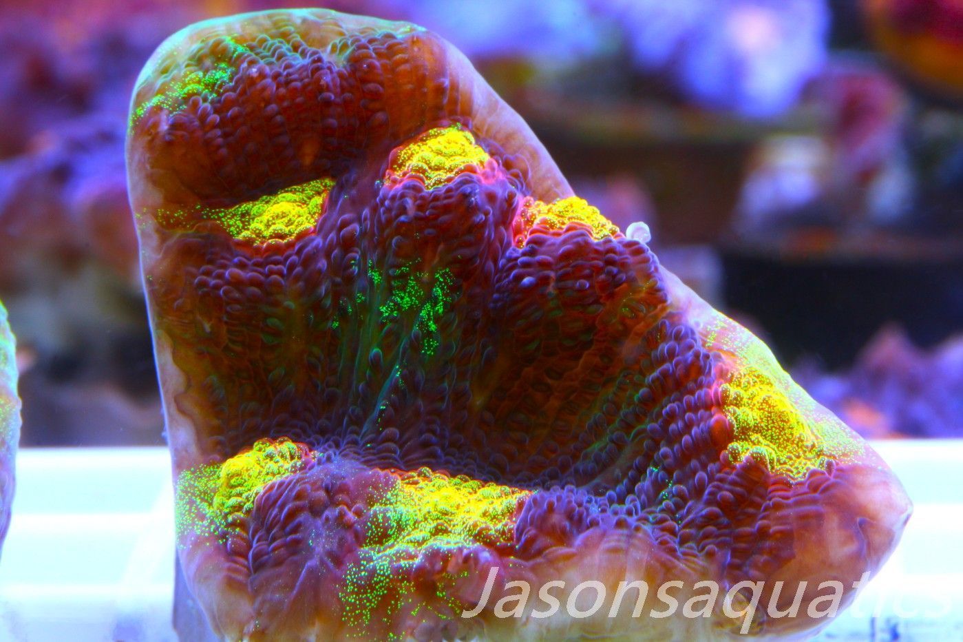 Echinophyllia Raja Rampage Frag B