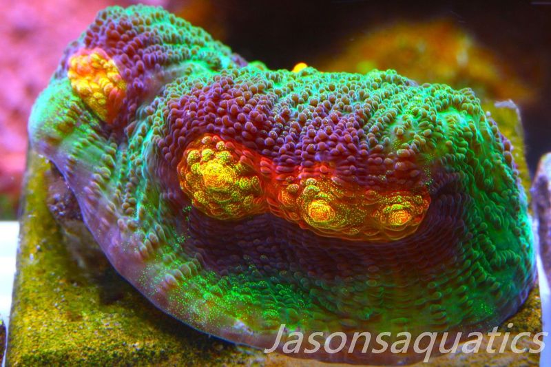 Echinophyllia Raja Rampage Frag B