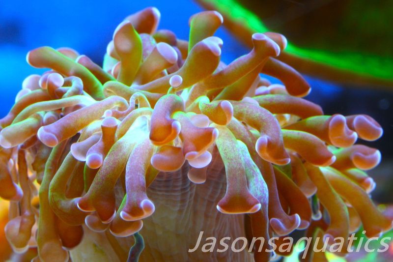 Euphyllia, Branching Hammer, Green with Purple Tips Frag B