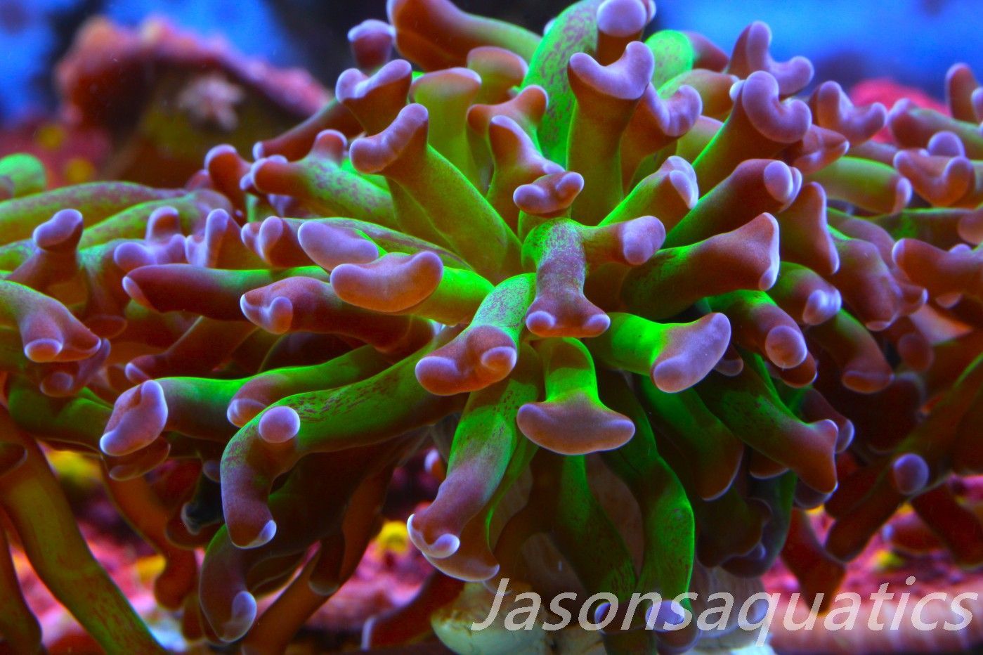 Euphyllia, Branching Hammer, Green with Purple Tips Frag B