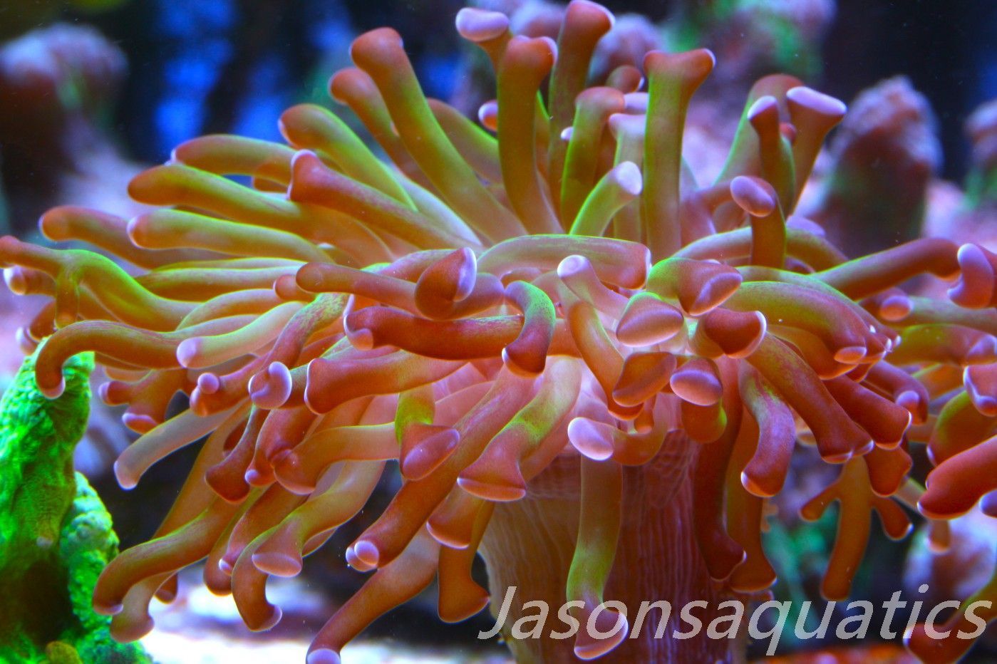 Euphyllia, Branching Hammer, Green with Purple Tips Frag B