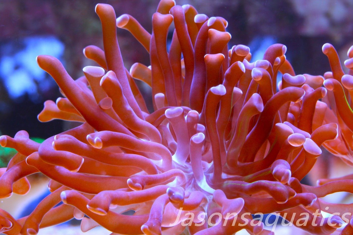 Euphyllia, Branching Hammer, Green with Purple Tips Frag B