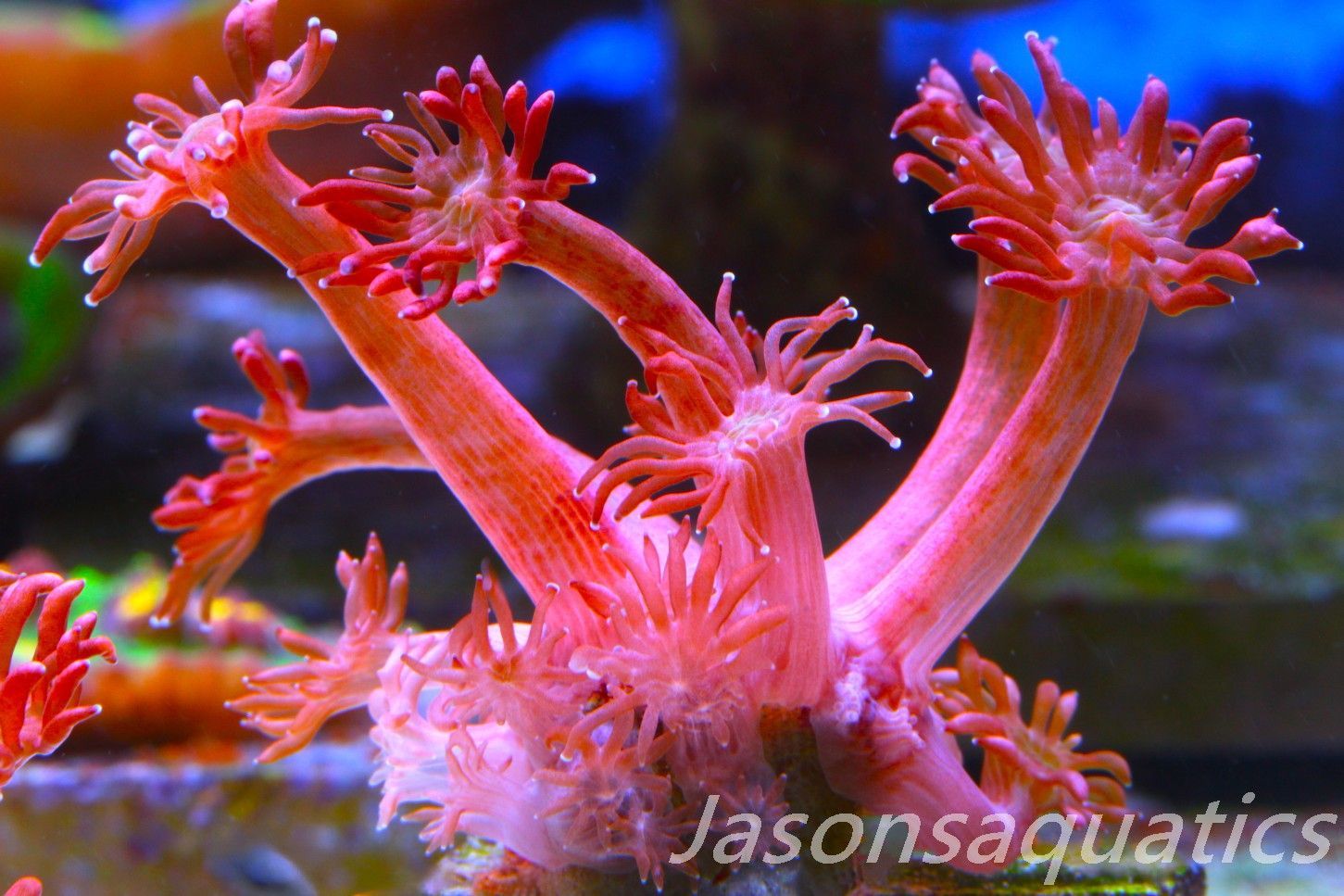 Goniopora, Australian Red Goni Frag B