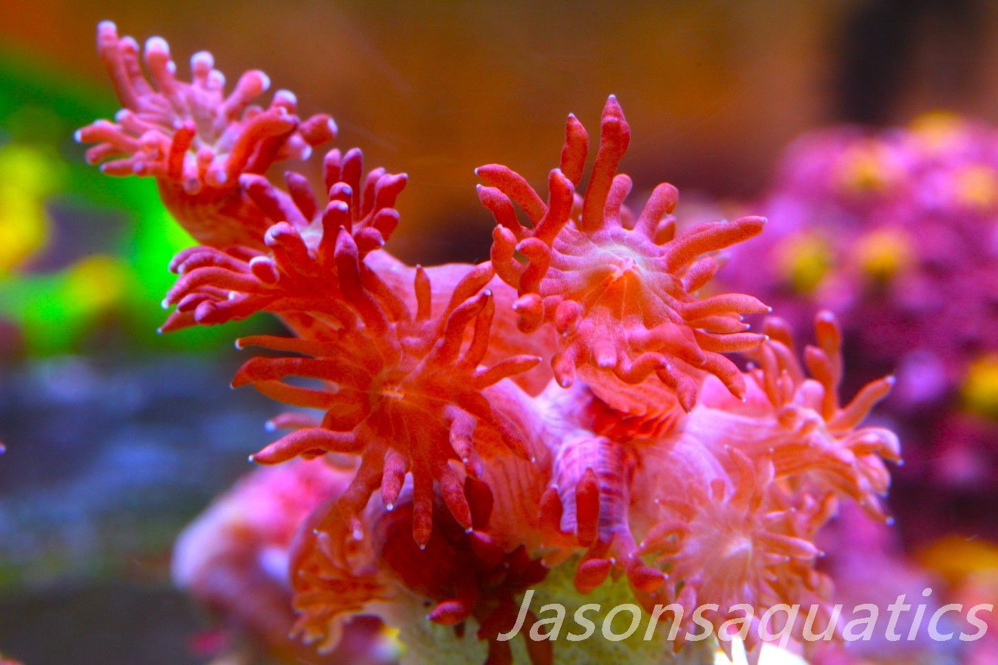 Goniopora, Australian Red Goni Frag C