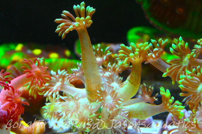 Goniopora, Bright Green Goni Long Arms Frag C