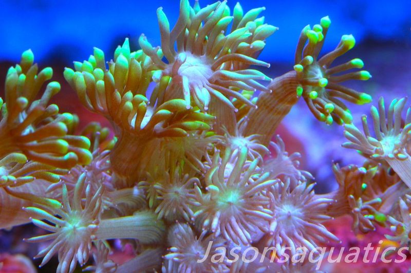 Goniopora, Bright Green Goni Long Arms Frag C