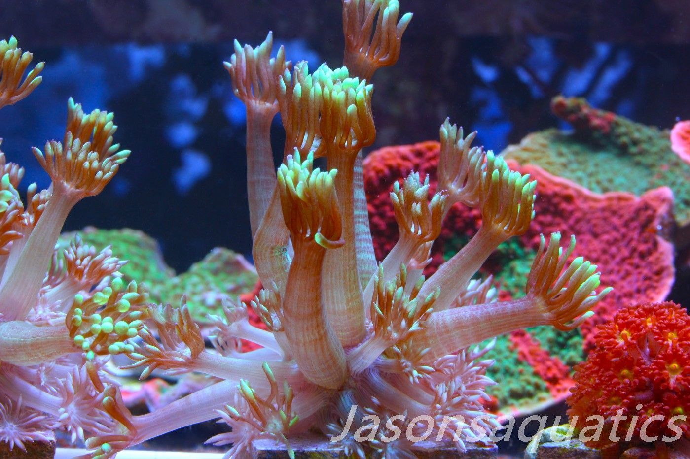 Goniopora, Bright Green Goni Long Arms Frag C