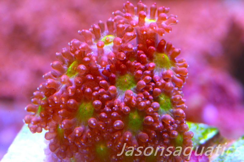 Iron Man Goniopra, Bernardpora stutchburyi Frag B