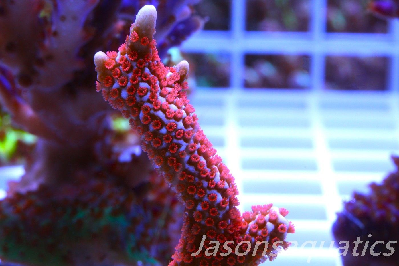 Montipora, Bright Orange Digitata Frag B Montipora, Bright Orange Digitata Frag B