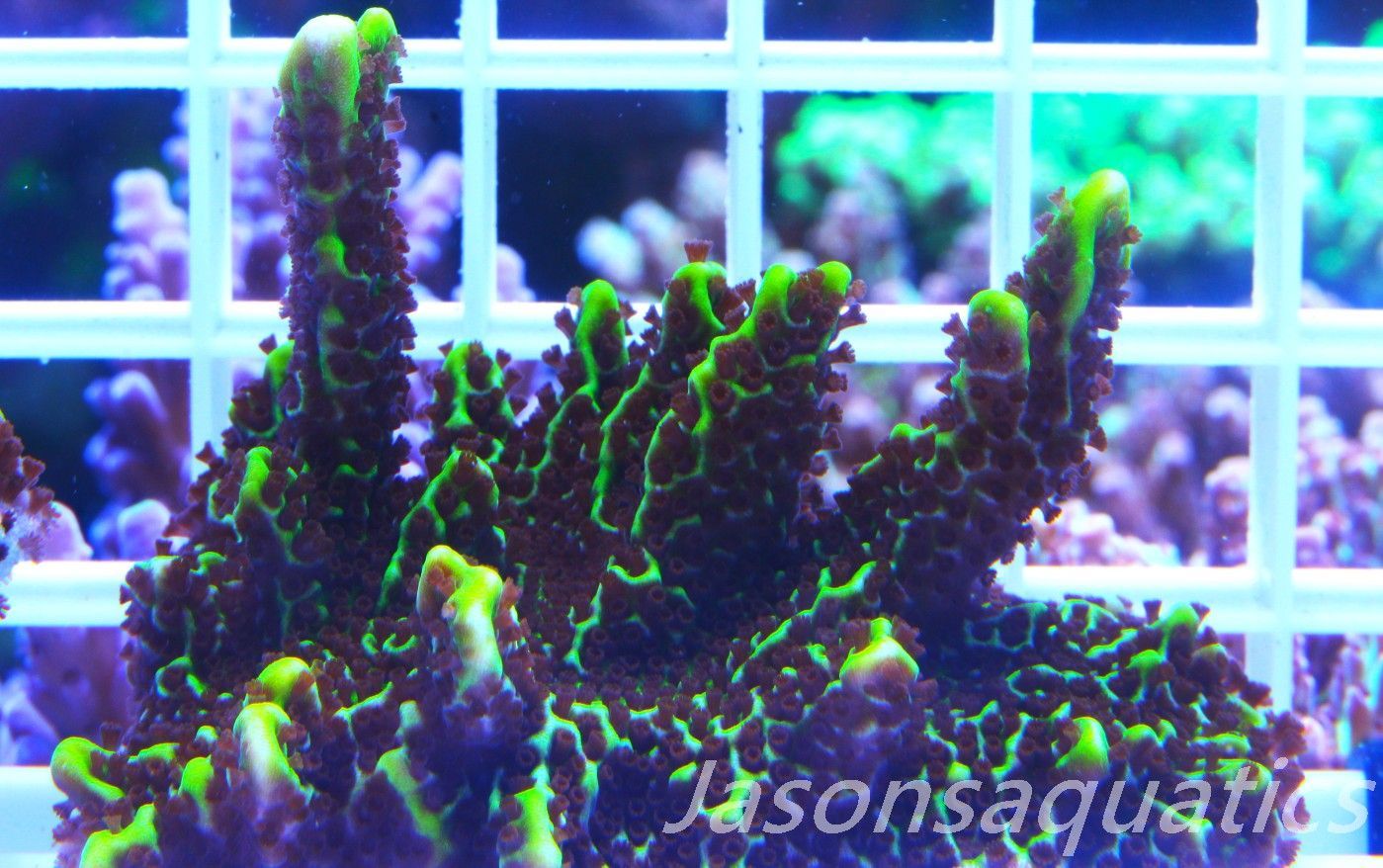Montipora Confusa Frag C Montipora Confusa Frag C