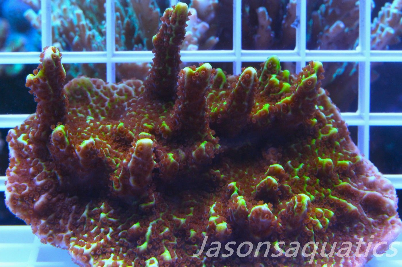 Montipora Confusa (Colony Size) Frag C Montipora Confusa (Colony Size) Frag C