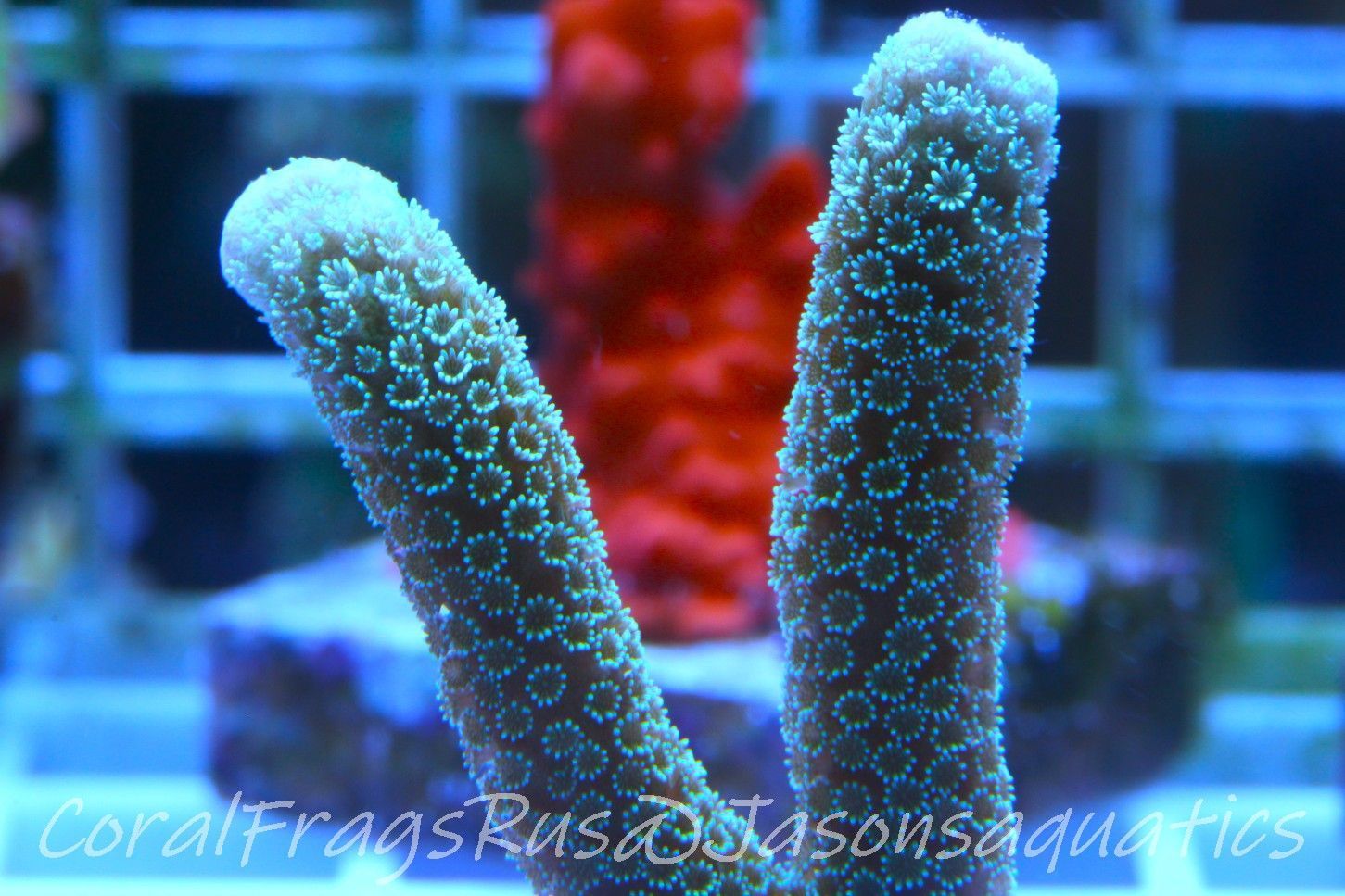 Montipora Digitata Frag B