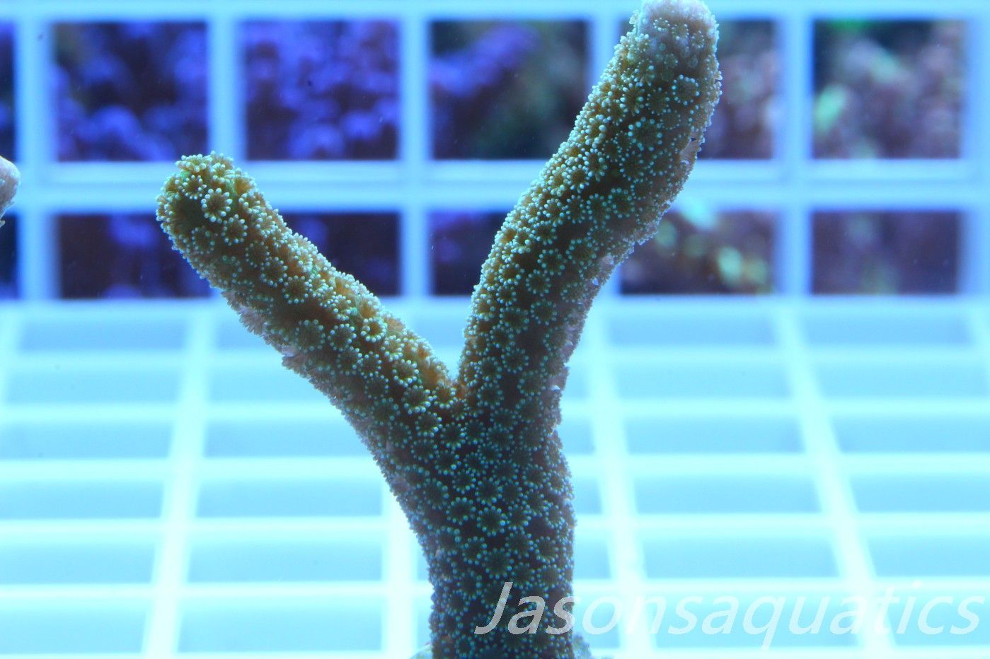 Montipora Digitata Frag B