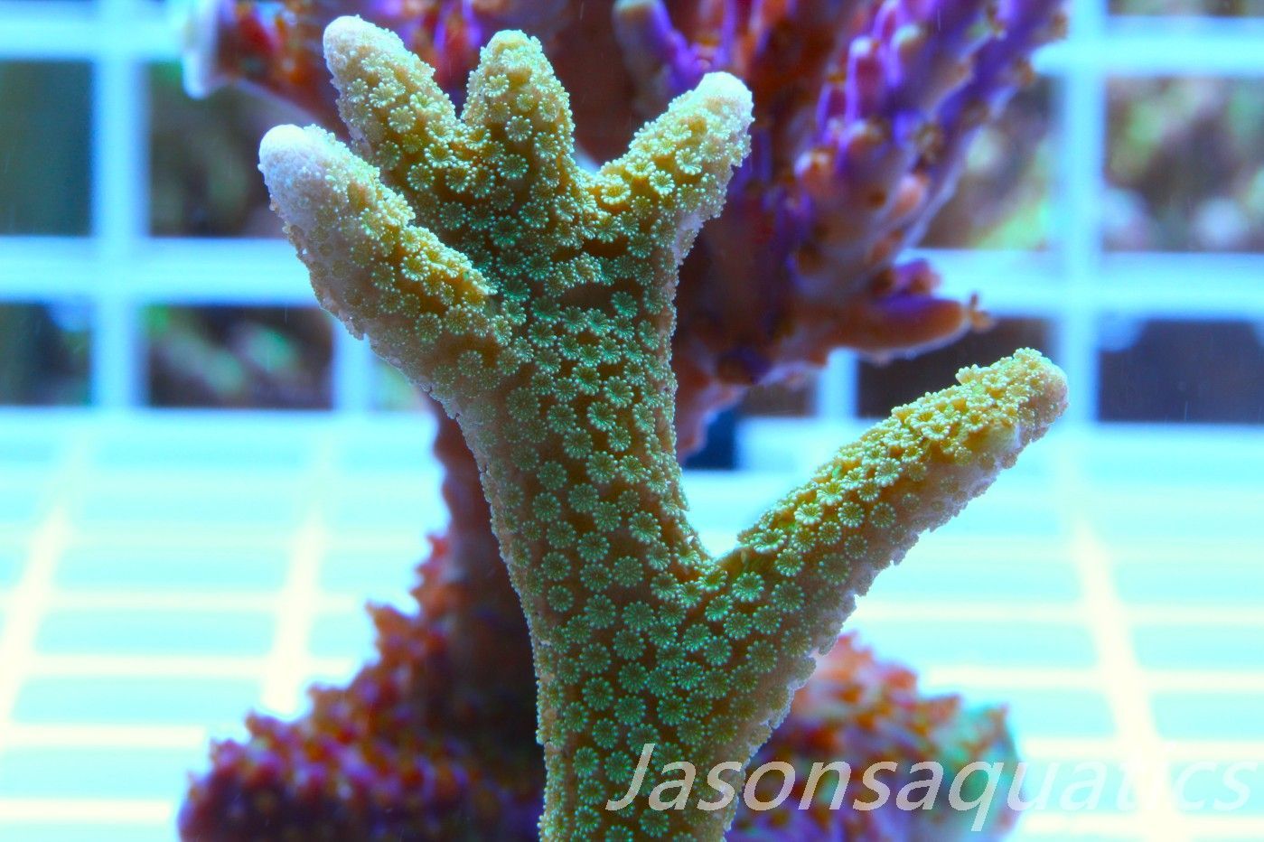 Montipora Digitata Frag B