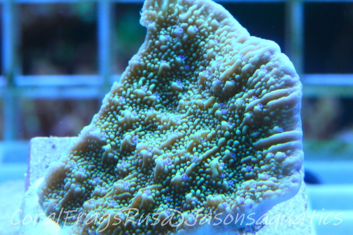 Montipora Flower Petal Frag B