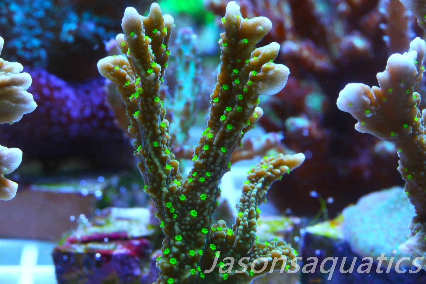 Montipora Hirsuta (Medusa) Frag B Montipora Hirsuta (Medusa) Frag B