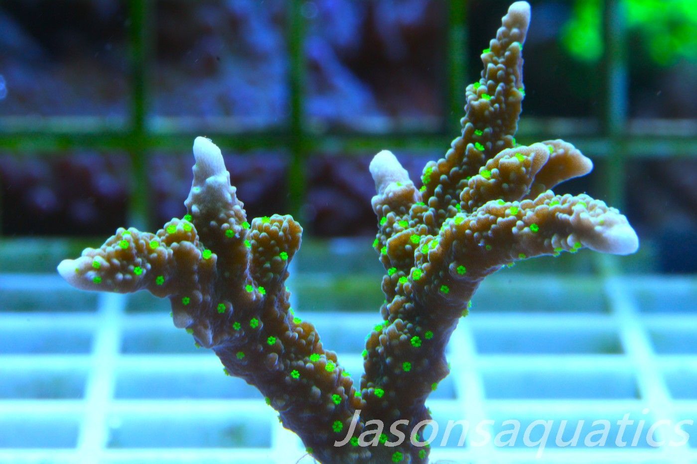 Montipora Hirsuta (Medusa) Frag D Montipora Hirsuta (Medusa) Frag D