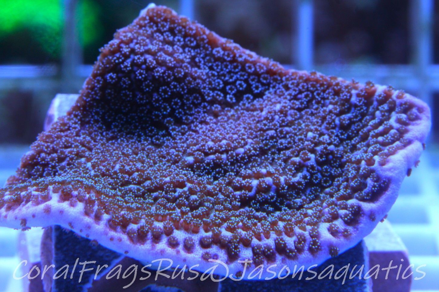 Montipora Pink Rim Frag B