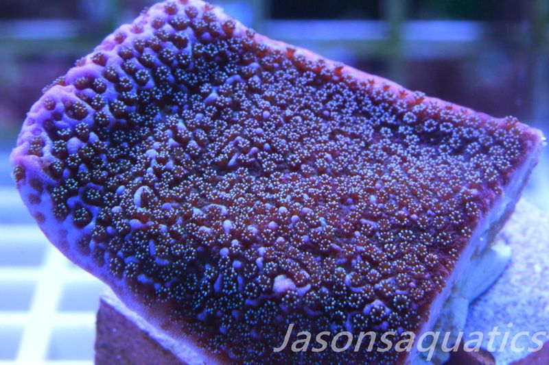 Montipora Pink Rim Frag C