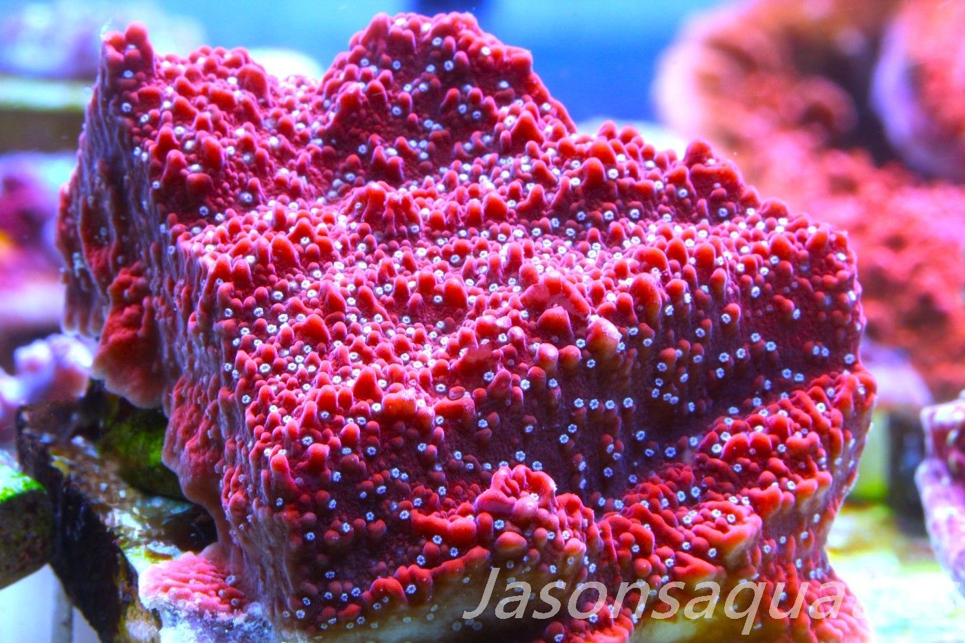 Montipora Snow Cap Frag C
