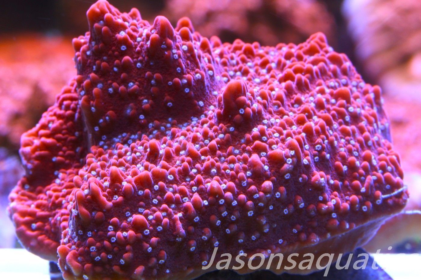 Montipora Snow Cap Frag C