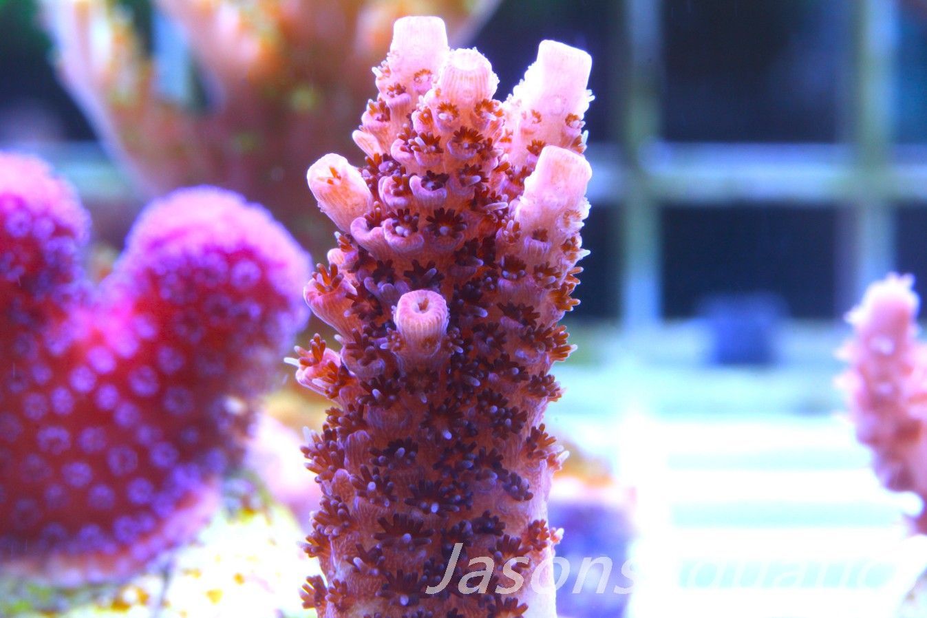 Acropora, All Time Classic Red Planet Frag D
