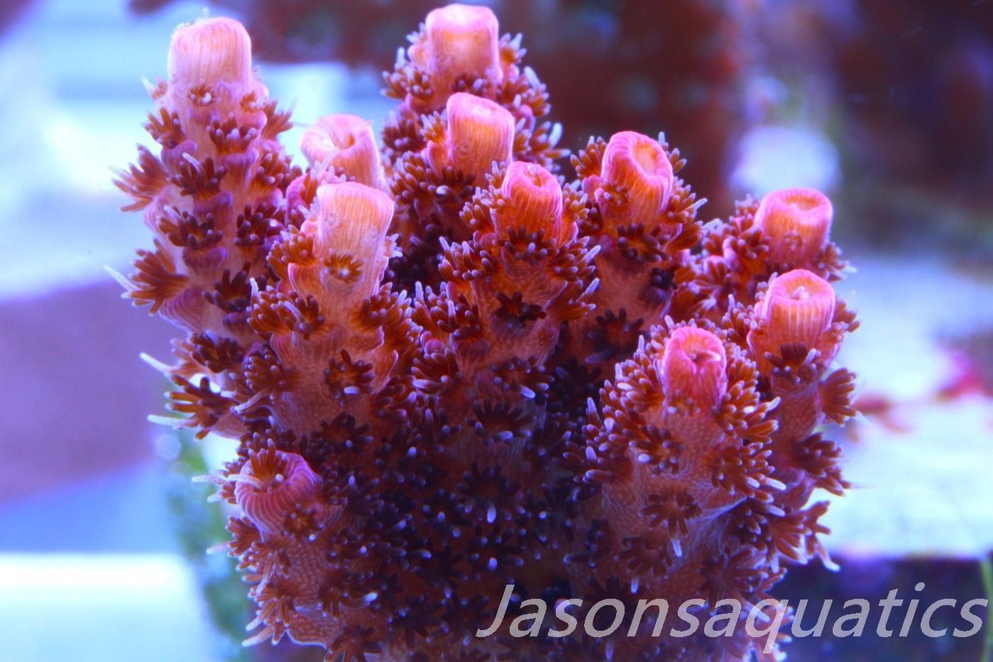 Acropora, All Time Classic Red Planet Frag D