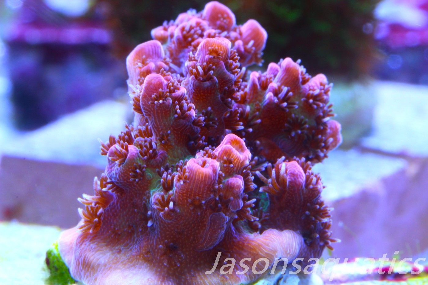 Acropora, All Time Classic Red Planet Frag D