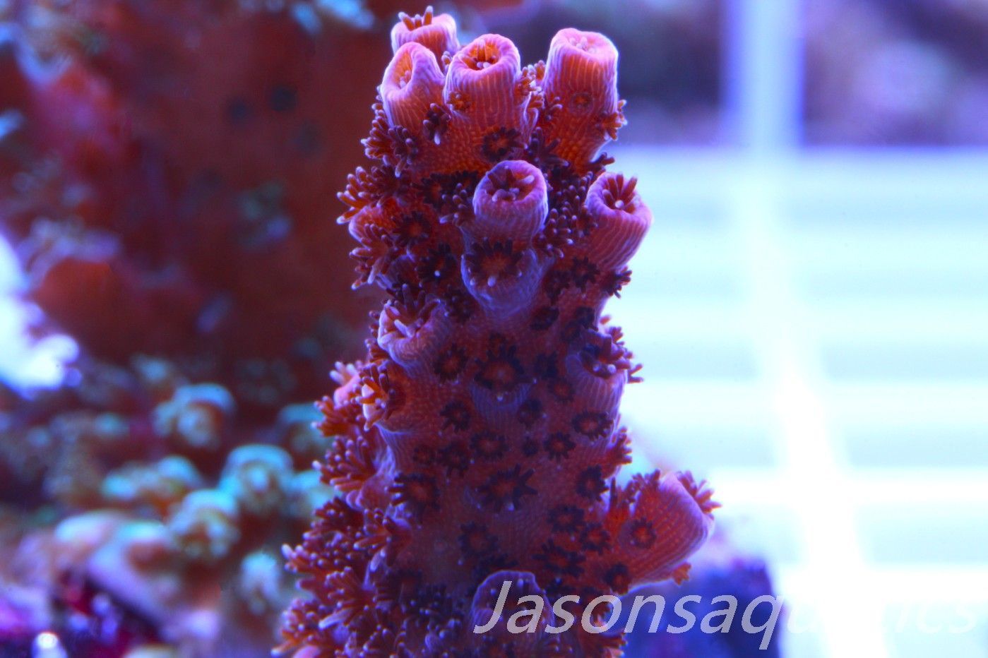 Acropora, All Time Classic Red Planet Frag D