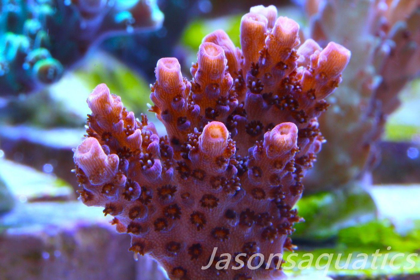 Acropora, All Time Classic Red Planet Frag D