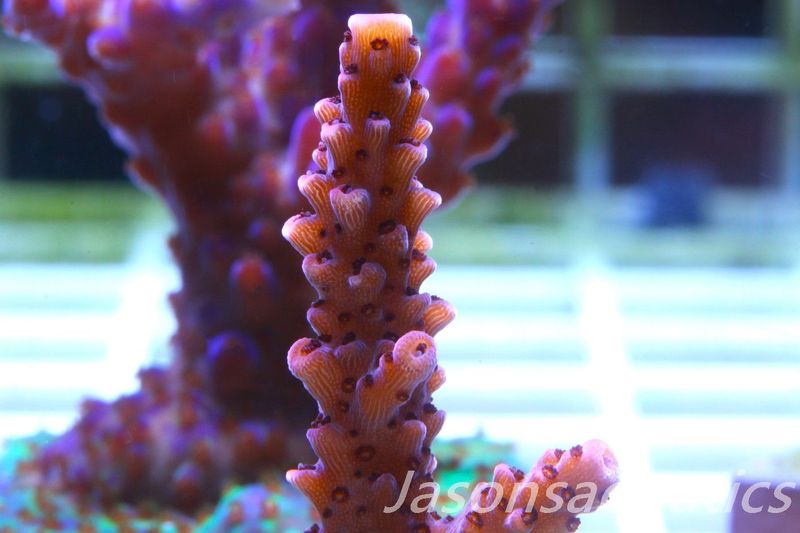 Acropora Bill Berry, AKA Sour Berry Frag B