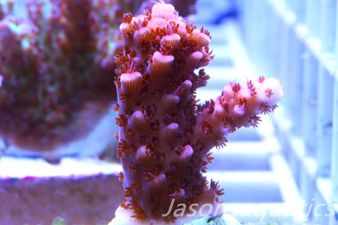 Acropora Bill Berry, AKA Sour Berry Frag B