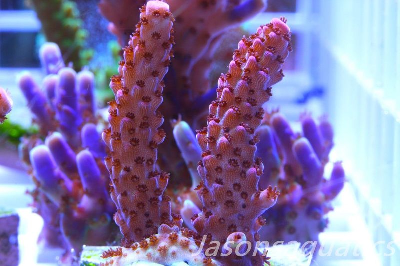 Acropora Bill Berry, AKA Sour Berry Frag B