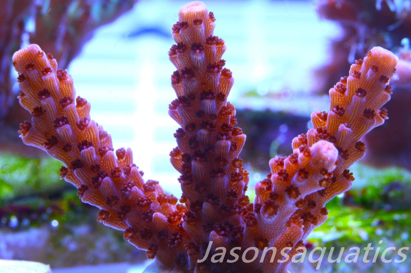 Acropora Bill Berry, AKA Sour Berry Frag B