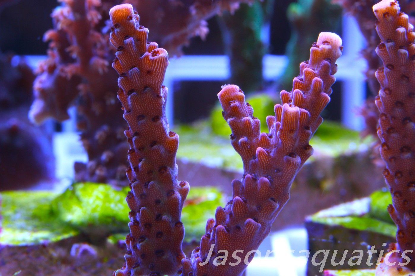 Acropora Bill Berry, AKA Sour Berry Frag B