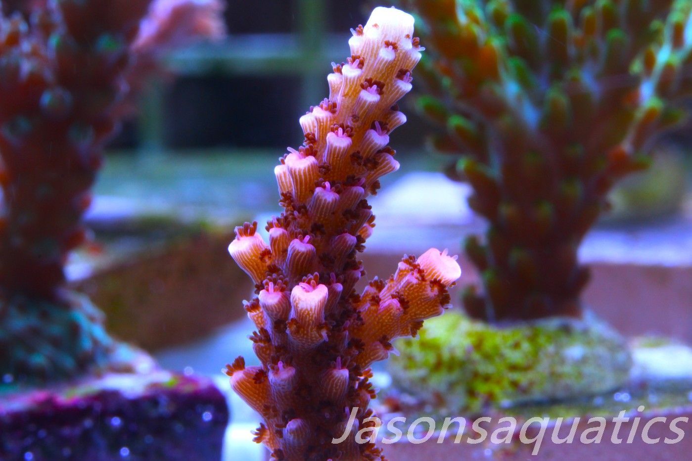 Acropora Bill Berry, AKA Sour Berry Frag D