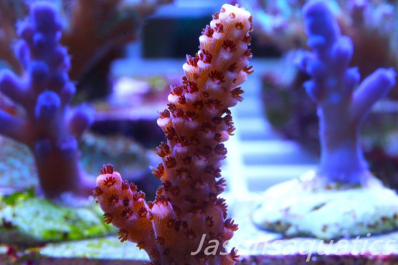 Acropora Bill Berry, AKA Sour Berry Frag D