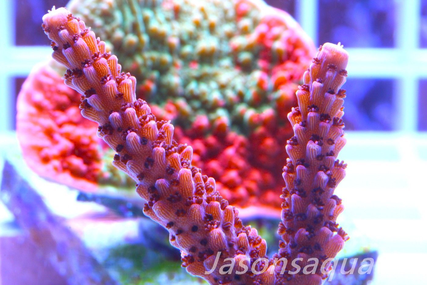 Acropora Bill Berry, AKA Sour Berry Frag D